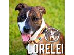 Adopt Lorelei Sweet Girl Loves Everyone a Brown/Chocolate American Pit Bull
