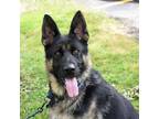 Adopt Jordy a Black German Shepherd Dog / Mixed dog in Riverwoods, IL (38589269)