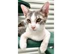 Adopt Lindy a Domestic Shorthair / Mixed (short coat) cat in St.