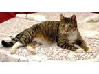 Adopt KitKat and Mikey/ Bonded pair a Tabby, Domestic Short Hair