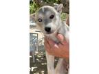 Adopt Ester a Labrador Retriever / Mixed dog in Cherry Valley, CA (38454140)