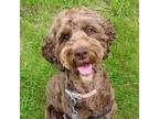 Adopt Lucy a Brown/Chocolate Labrador Retriever / Poodle (Standard) / Mixed dog