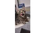 Adopt Pebbles a Brown Tabby Domestic Shorthair (short coat) cat in Parlier