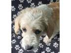 Adopt Sandra a White - with Red, Golden, Orange or Chestnut Norfolk Terrier /
