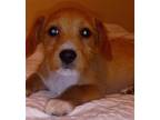 Adopt Barney a Red/Golden/Orange/Chestnut Norfolk Terrier / Mixed dog in San