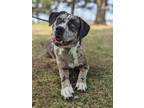 Adopt Astro a Catahoula Leopard Dog, Mixed Breed