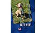 Adopt Rome a Pit Bull Terrier, Mixed Breed