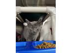 Adopt Graham a Gray or Blue Domestic Shorthair / Mixed (short coat) cat in
