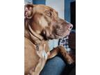 Adopt ARIEL a Brown/Chocolate - with White American Pit Bull Terrier / Mixed dog