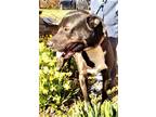 Adopt TACO Great Family Dog Well Behaved a Brindle - with White Labrador