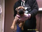 Adopt Bently a Mixed Breed, Boxer