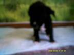 Adopt Bo a Labrador Retriever, Hound