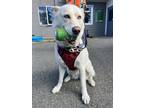 Adopt Winter a Husky / Mixed dog in Victoria, BC (38549613)