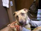 Adopt Beavis a Labrador Retriever, Mixed Breed