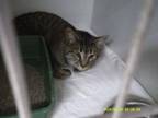 Adopt Valery a Domestic Short Hair