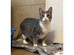 Adopt Quill (MC) a Gray, Blue or Silver Tabby Domestic Shorthair / Mixed (short