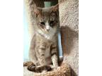 Adopt Gabriella a Gray, Blue or Silver Tabby Domestic Shorthair / Mixed (short