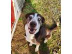 Adopt Milkshake a Border Collie, Australian Shepherd