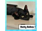 Adopt Rocky Balboa a All Black Domestic Shorthair / Mixed cat in Suisun