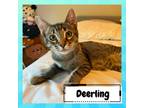 Adopt Deerling a All Black Domestic Shorthair / Mixed cat in Suisun