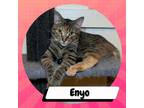 Adopt Enyo a Tortoiseshell Domestic Shorthair / Mixed cat in Suisun