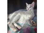 Adopt Queso Blanco a White (Mostly) Domestic Shorthair / Mixed (short coat) cat