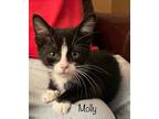 Adopt Molly a Black & White or Tuxedo Domestic Shorthair / Mixed cat in