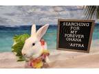 Adopt Astra a White New Zealand / Mixed rabbit in Columbus, OH (38383578)