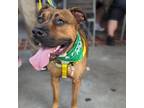 Adopt Shaw a Tan/Yellow/Fawn Boxer / Mixed dog in Greensboro, NC (38591321)