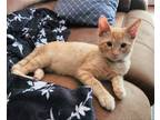 Adopt Cheetos a Orange or Red Domestic Shorthair / Mixed (short coat) cat in