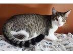 Adopt Salsa a Brown or Chocolate (Mostly) Domestic Shorthair / Mixed (short
