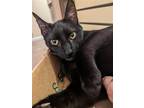 Adopt Pepper a All Black Domestic Shorthair / Mixed (short coat) cat in St.