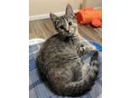 Adopt Shelby a Brown Tabby Domestic Shorthair / Mixed (short coat) cat in St.