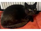 Adopt JERRY (FIV+) a Domestic Short Hair
