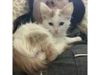 Adopt Skeeter a White Domestic Mediumhair / Mixed cat in N Las Vegas