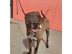 Adopt Mathew a Labrador Retriever, Pit Bull Terrier