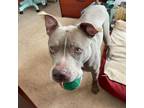 Adopt Manning a Pit Bull Terrier