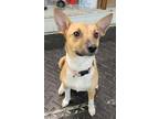 Adopt Layla a Red/Golden/Orange/Chestnut - with White Jack Russell Terrier /