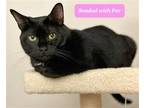 Adopt Putt a Black (Mostly) Domestic Shorthair / Mixed cat in Millersville