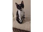 Adopt Jay a Oriental Short Hair, Domestic Short Hair