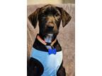 Adopt Leonardo a Hound, Labrador Retriever