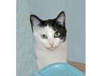 Adopt J.R. a Domestic Short Hair, Tuxedo