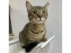 Adopt Nico 4272 a Domestic Short Hair