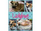 Adopt Lady Bug a Shepherd (Unknown Type) / Mixed dog in Longview, TX (38601638)