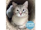 Adopt Prince a Siamese