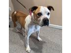 Adopt Edison a Boxer