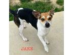Adopt Jake a Jack Russell Terrier