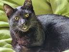 Adopt Gino a Domestic Short Hair