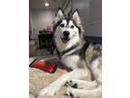Adopt Misty a Black - with White Alaskan Malamute / Mixed dog in Dana Point