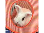 Adopt Hopasaurus Rex a Lionhead / Mixed rabbit in West Vancouver, BC (38528751)